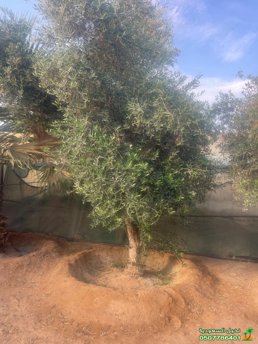 توريد وزراعة اشجار السدر والزيتون في الرياض